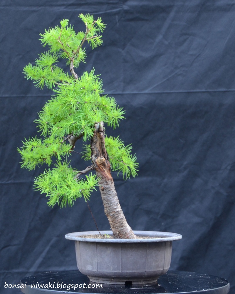 European Larch #1 110