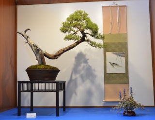 The National Bonsai Exhibition in Poland 2015 Bogdan10