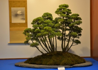 The National Bonsai Exhibition in Poland 2015 Grupa_10