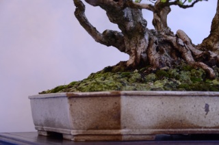 The National Bonsai Exhibition in Poland 2015 Luk_0610