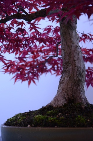 The National Bonsai Exhibition in Poland 2015 Luk_0611