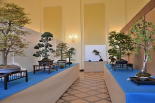 The National Bonsai Exhibition in Poland 2015 Wystaw11