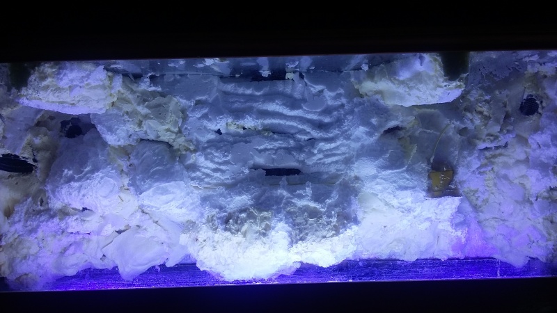 creation d'un aqua terrarium pour dragon d'eau 20151213