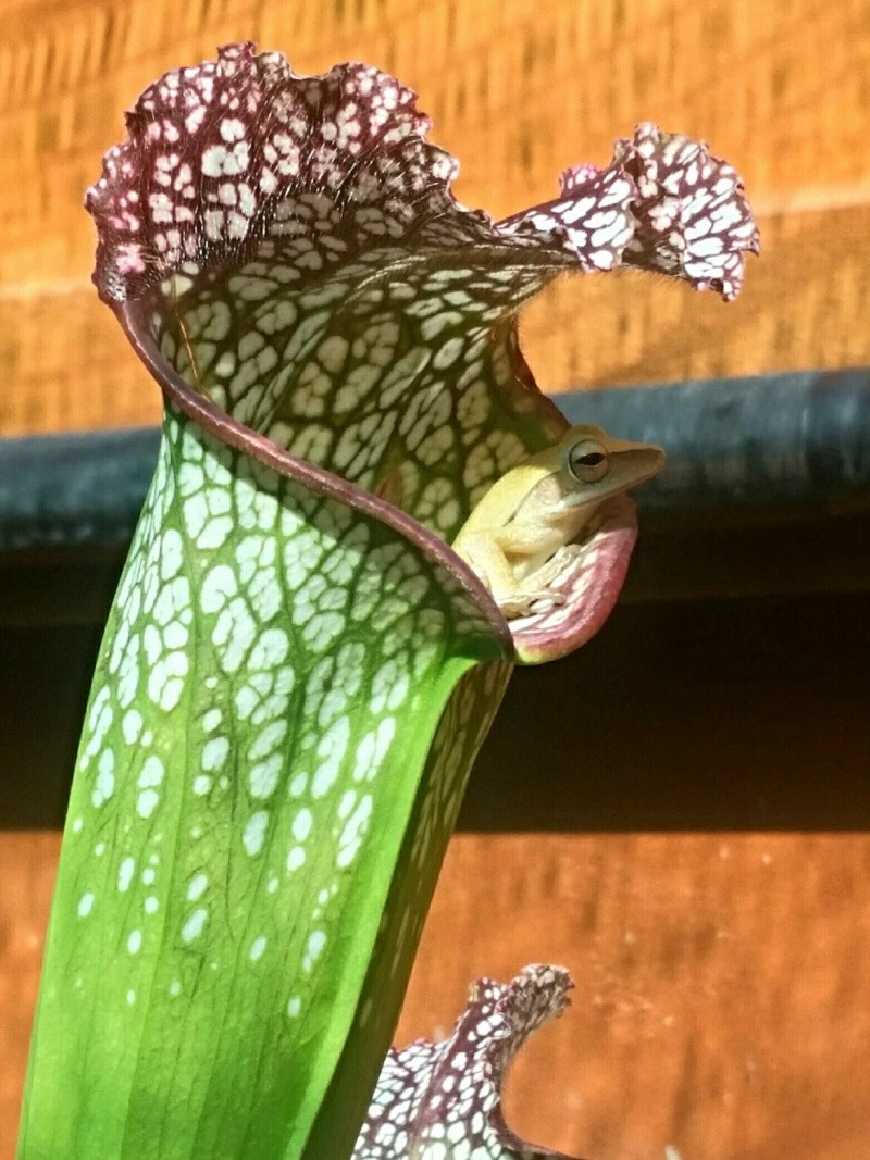 Sarracenia Leucophylla avec un invité Sarrac10