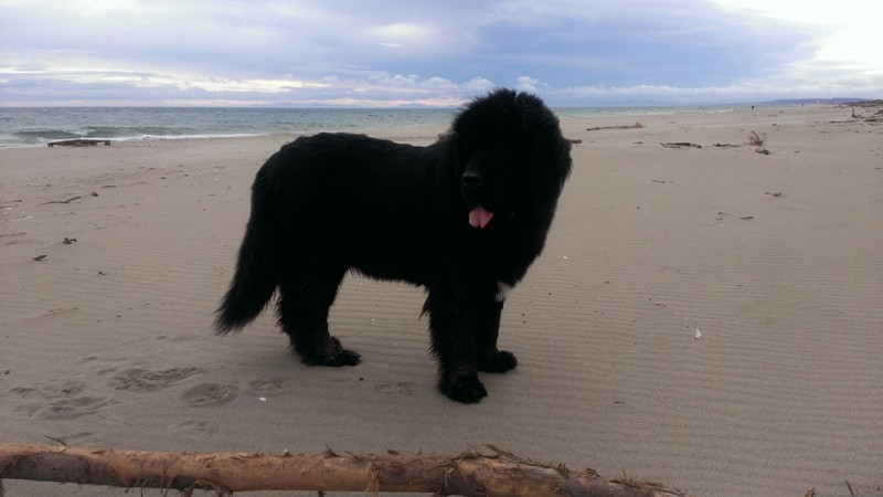MON ADORABLE TERRE NEUVE Gipsy13