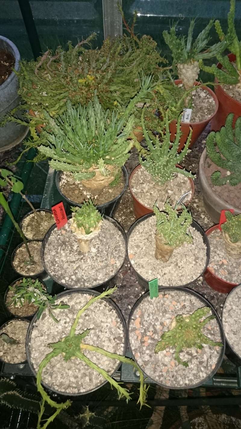 Quelques photos de ma collection d'Euphorbia  Dsc_2810