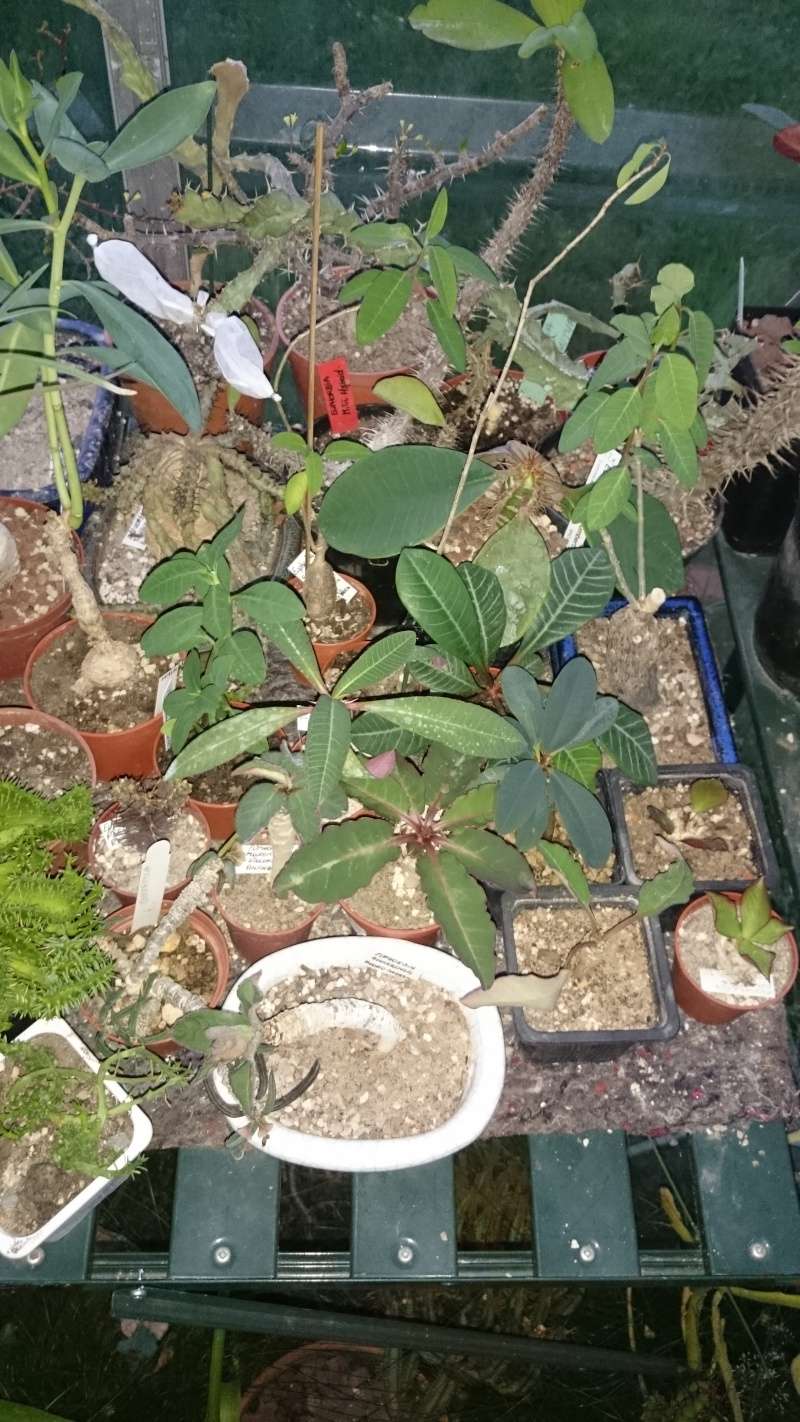 Quelques photos de ma collection d'Euphorbia  Dsc_2813