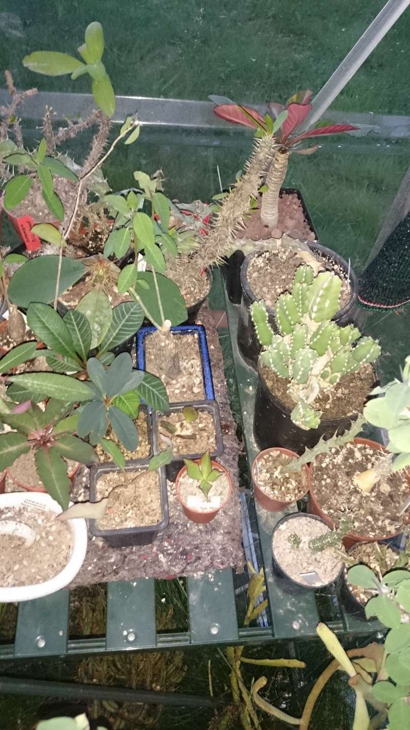 Quelques photos de ma collection d'Euphorbia  Dsc_2814