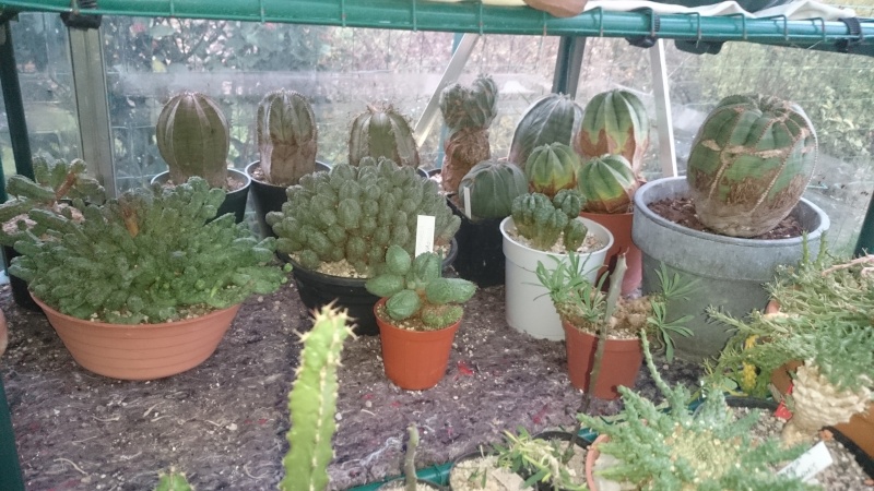 Quelques photos de ma collection d'Euphorbia  Dsc_3511