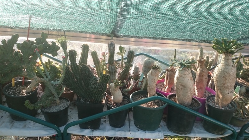 Quelques photos de ma collection d'Euphorbia  Dsc_4010