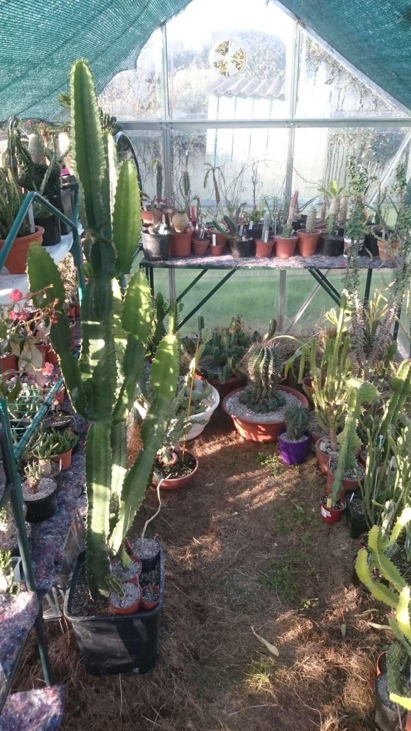 Quelques photos de ma collection d'Euphorbia  Dsc_4011