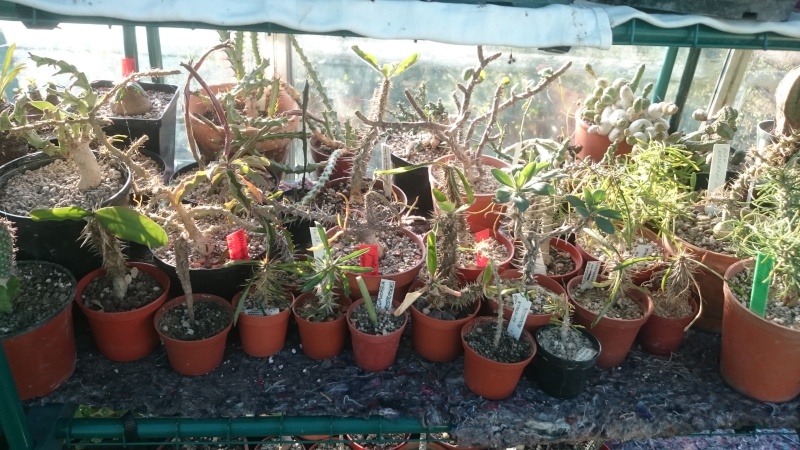 Quelques photos de ma collection d'Euphorbia  Dsc_4012
