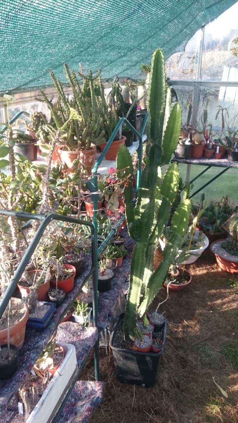 Quelques photos de ma collection d'Euphorbia  Dsc_4013