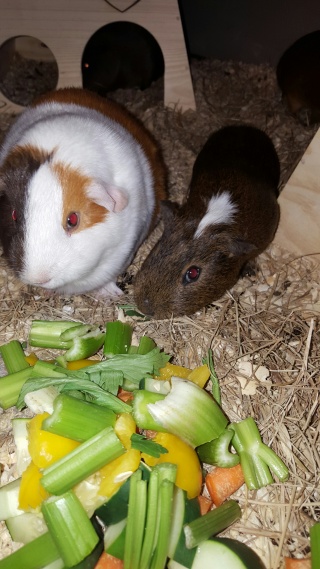 Show us what your guinea pigs get for diner 20160117