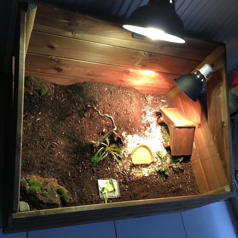 construction de mon terrarium - qu'en pensez vous ? Blog1110