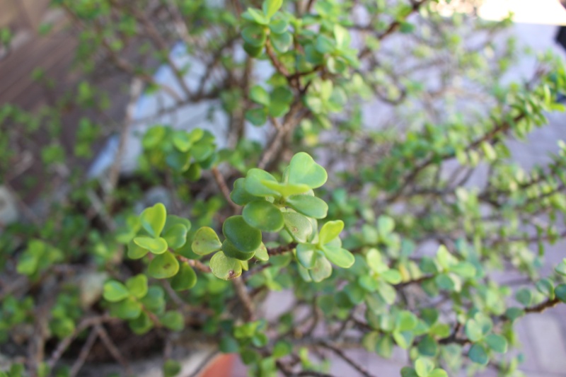 Type of Tree? Img_9912