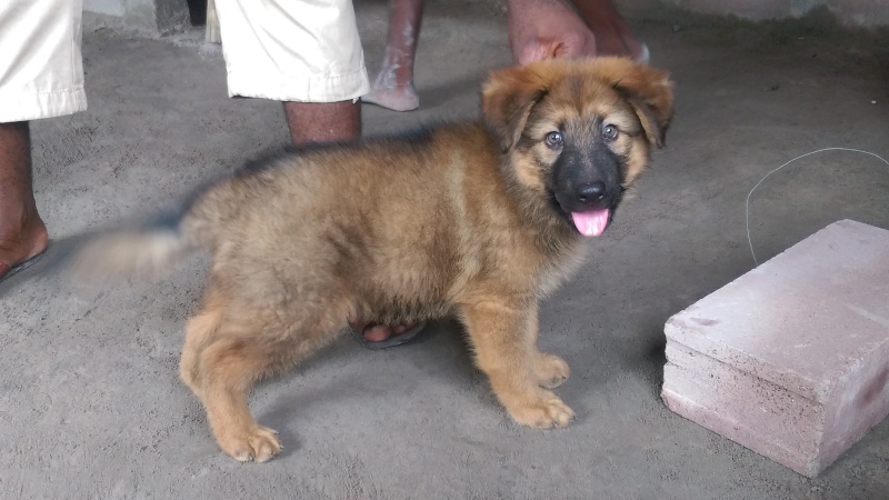 chiot - Cherche à savoir si mon chiot est bel et bien un berger allemand Imag0310