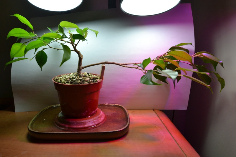 Indoor Bonsai under LED lights. - Page 14 Dsc_0311