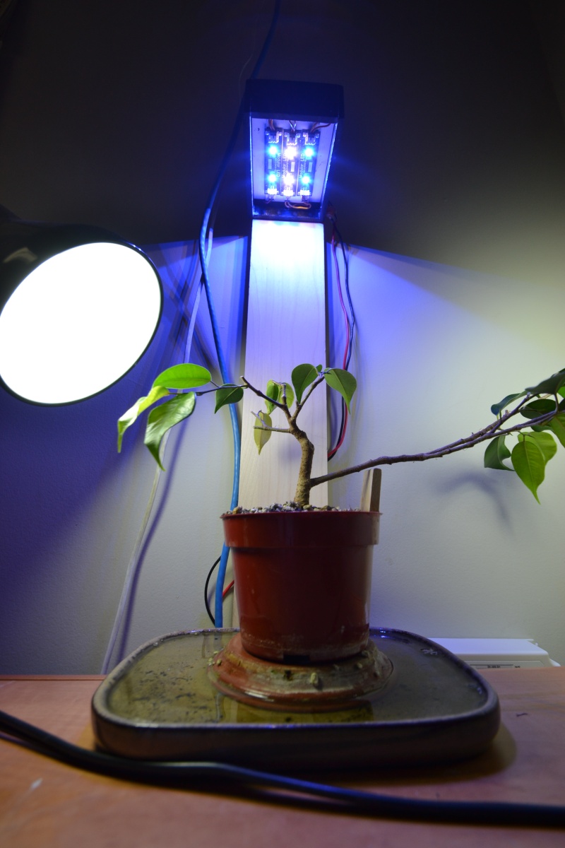 Indoor Bonsai under LED lights. - Page 14 Dsc_0312