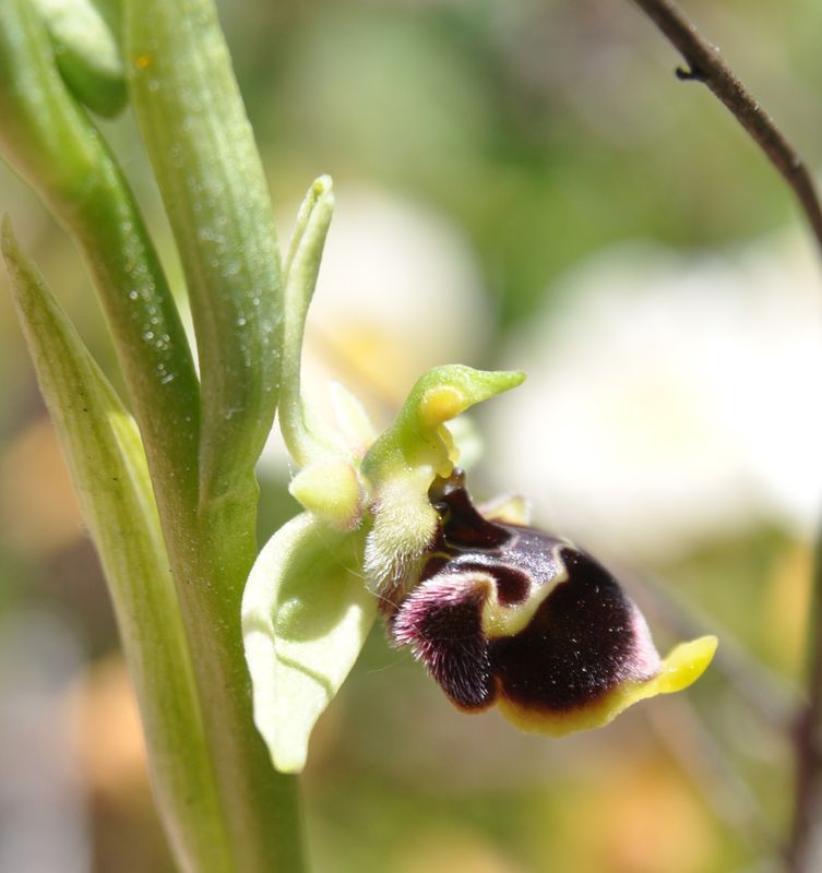 Ophrys conradiae Orchid13