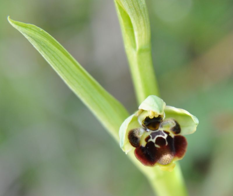 Ophrys conradiae Orchid14