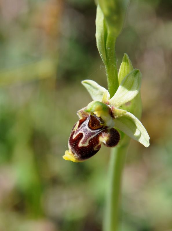 Ophrys conradiae Orchid17