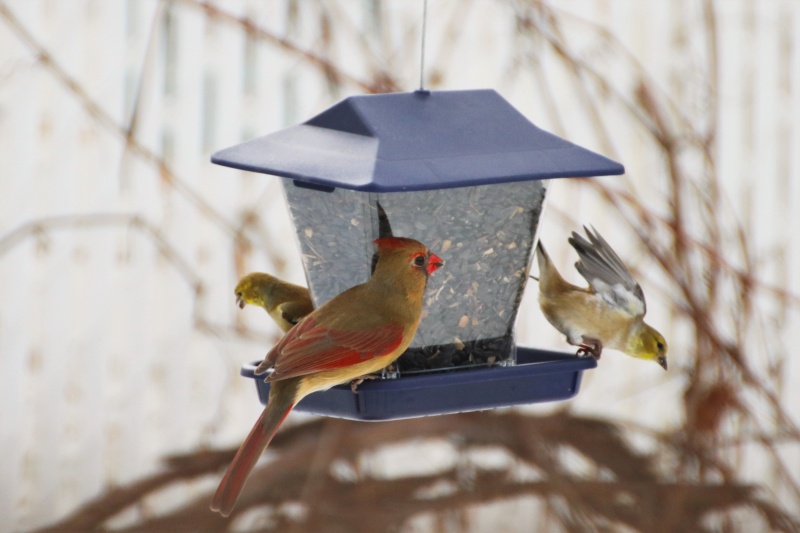 Cardinal rouge et junco ardoisé Cardin14