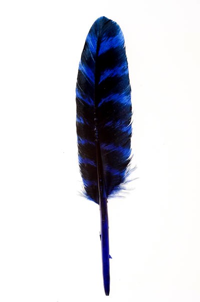 Plumes d'Aigle Coloré Bleu19