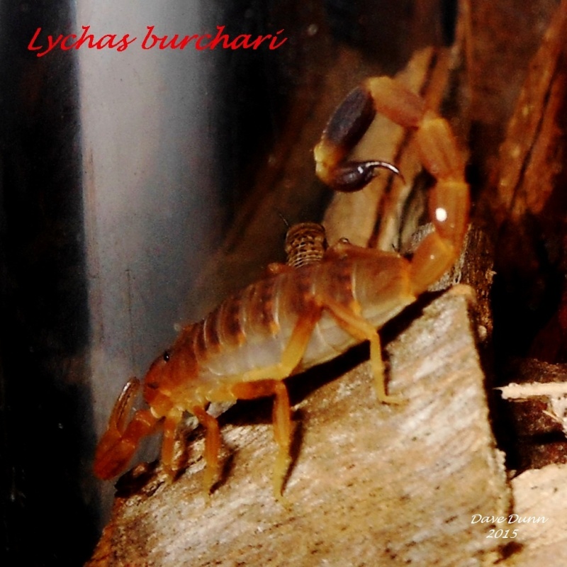 Species Photo Directory - picture submissions. Burcha10