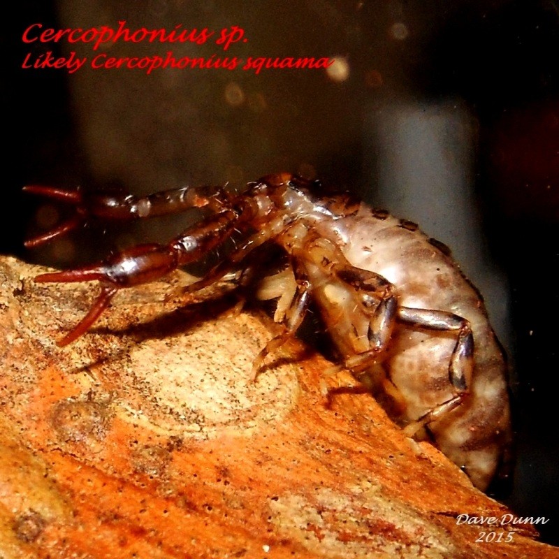 Species Photo Directory - picture submissions. S1_cop10