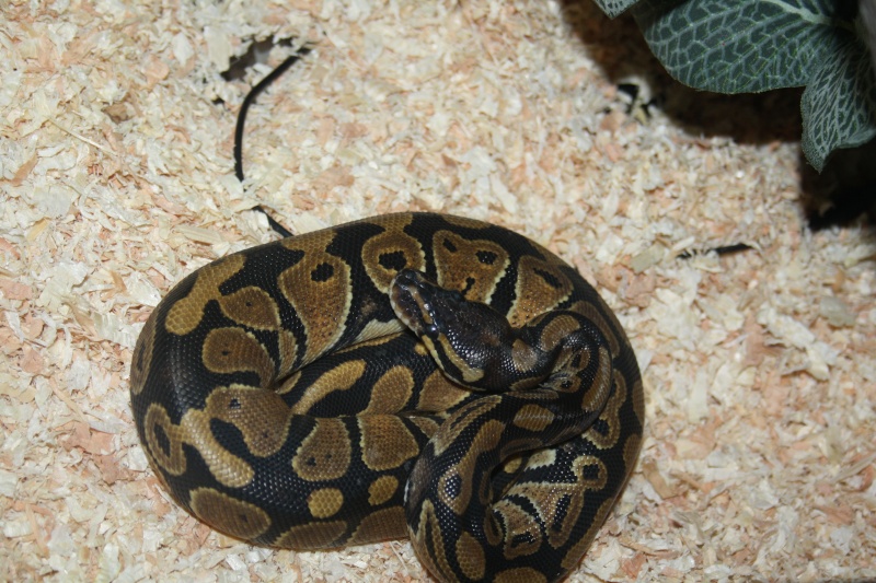 Python regius 00710