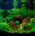 Nano Cube 30 L Style Aquascaping Plante Image17