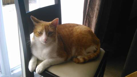 Perdu Chat Roux Et Blanc Purpan