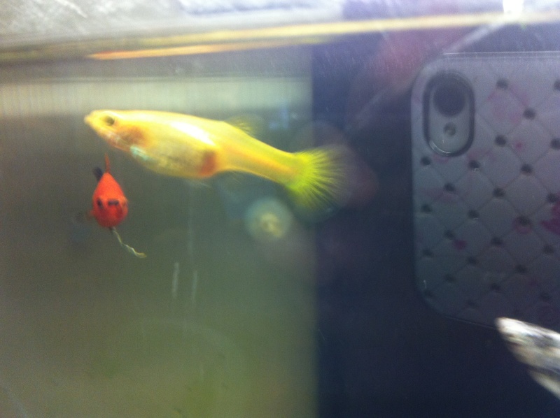 Mon poisson guppy et elle enceinte Img_0113