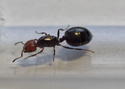 Fondation Crematogaster scutellaris (†) 2016-012