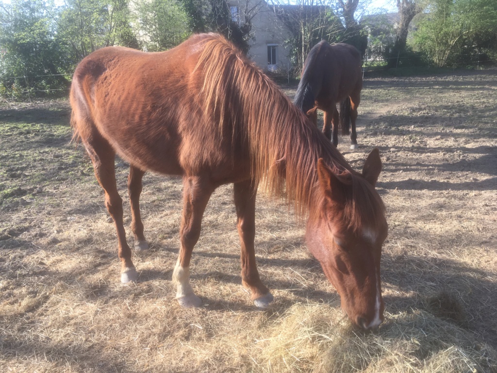 (Dept 44) 2 ans - GAMINE VERNOISE - TF PP - Jument - Adopté par Elodie M. (fev 2019/2020) - Page 2 Img_2422