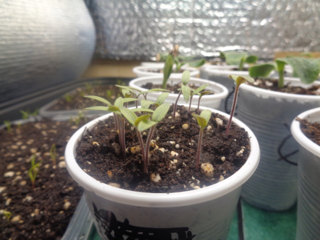 Magnetic seed exposure experiment. Dsc01829