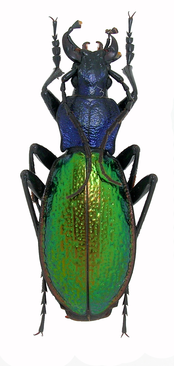 Carabus hispanus ssp dromensis semiviridescens ? Hispan10