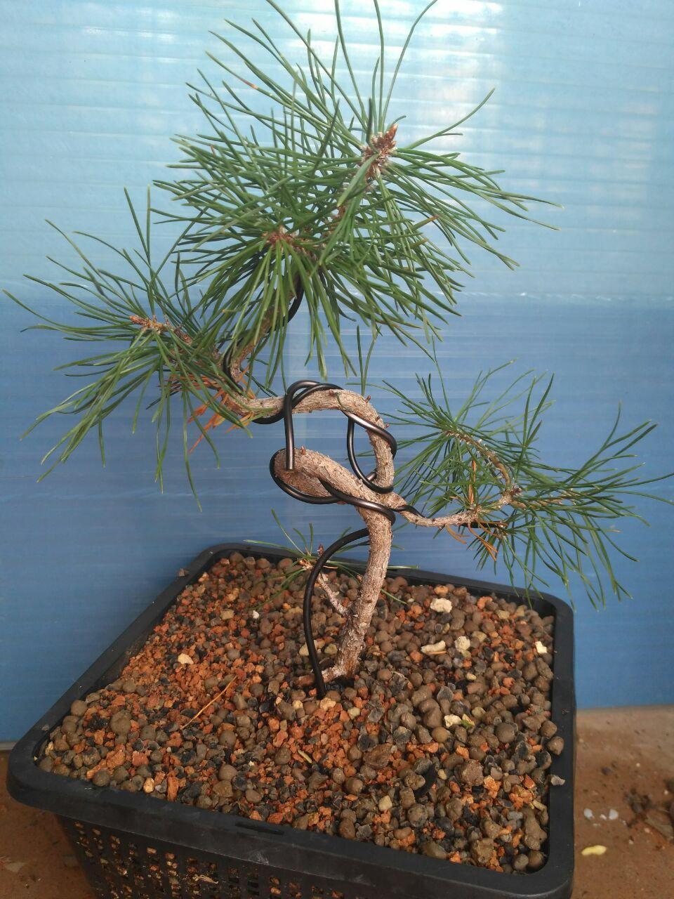 Pinus sylvestris Photo_55
