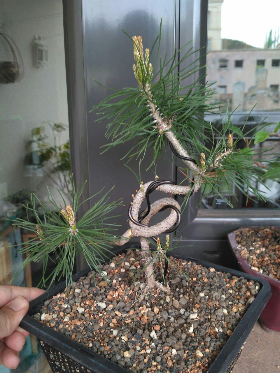 Pinus sylvestris Photo_57