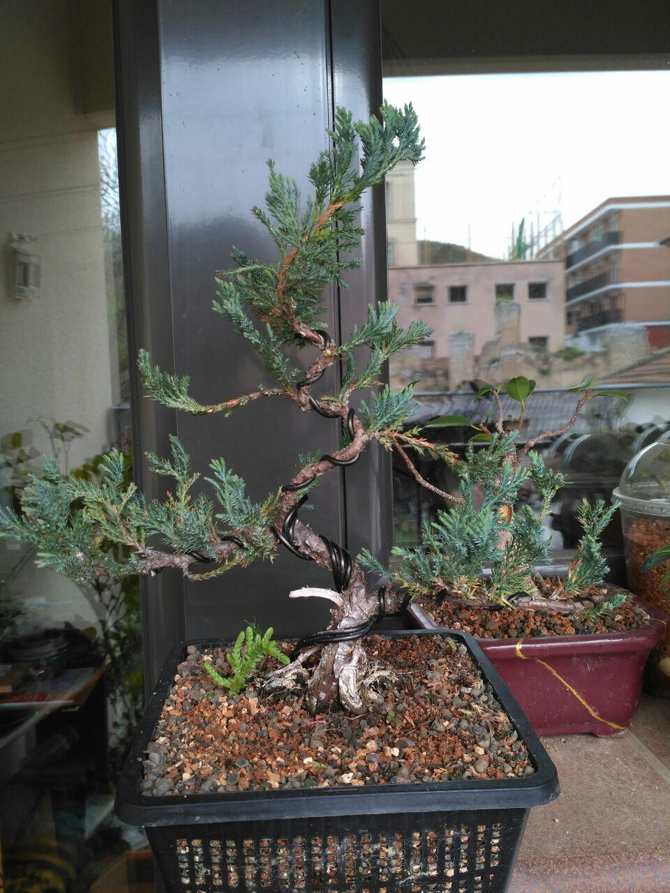 Juniperus horizontalis "Blue Chip" Photo_61