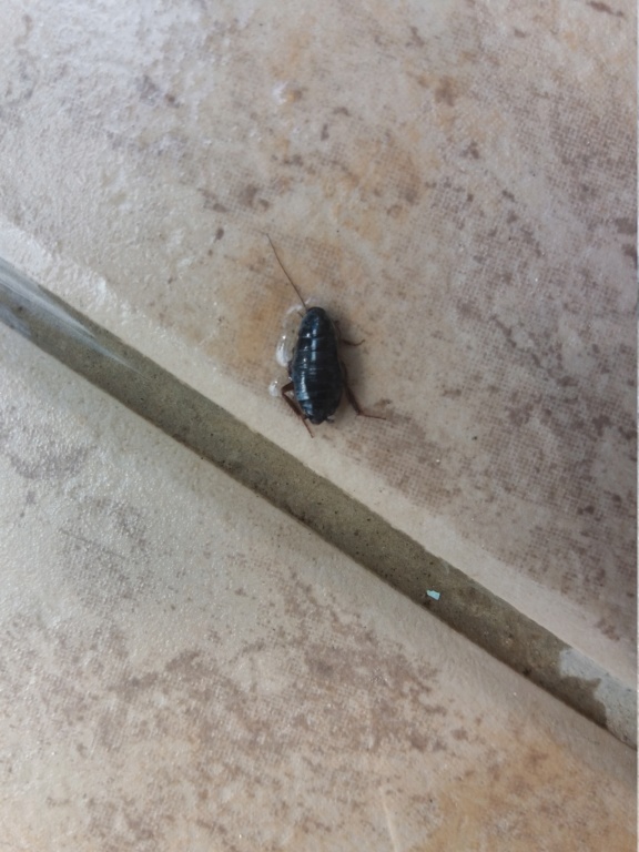 [Loboptera canariensis] Quel genre de blattes ?? 20190718