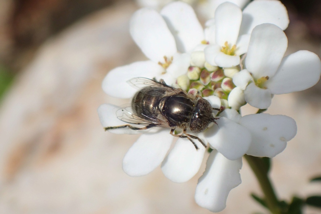 [Eristalinus sp.] mouche sur tabouret Mouche11