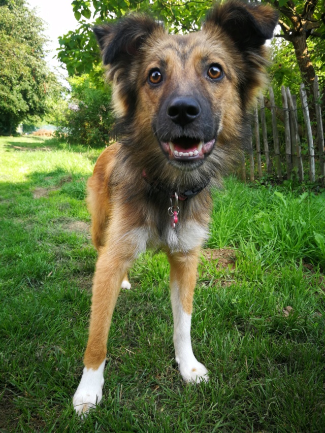 TERRA -  chiot femelle - taille moyenne à l'âge adulte - Née environ novembre 2018 - REMEMBER ME LAND - ADOPTÉE PAR MARIE (78) - Page 2 Img_2092