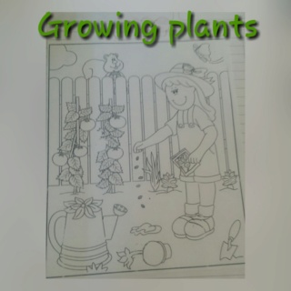 Growing plants Colla358