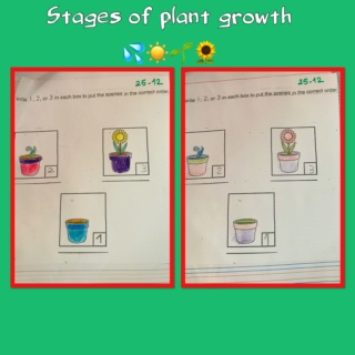 Stages of plant growth  D1805810