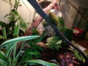 Mes Lepidodactylus lugubris (gecko nain) sont d'elles heureuses ? Img_2019