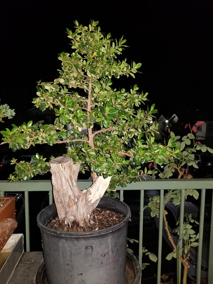 Escollnia fradesii from a 40 year old yard tree. Bonsai10