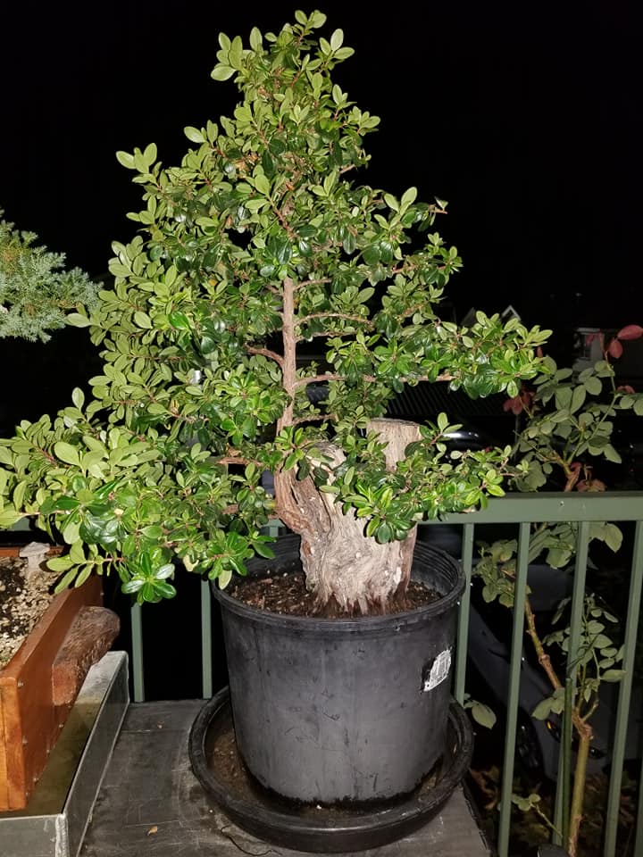 Escollnia fradesii from a 40 year old yard tree. Bonsai11