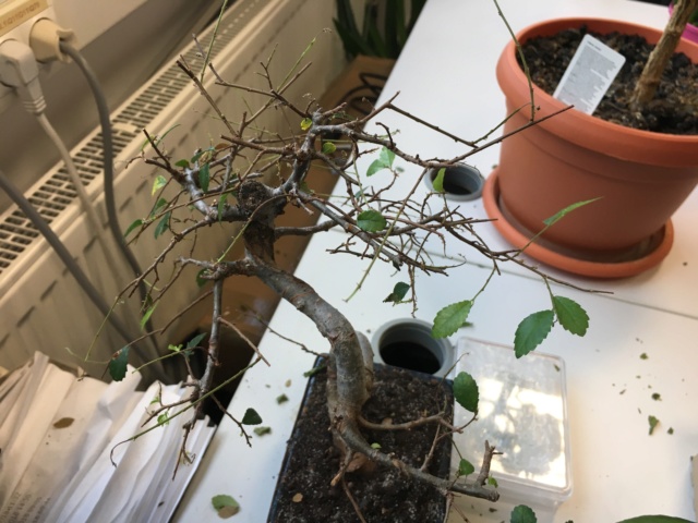 Chinese elm bonsai in dire need. Img_1414